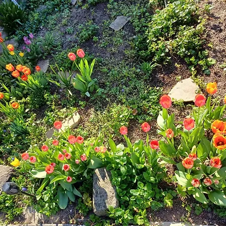 بيت ضيافة Plantagengut Hosterwitz 3*