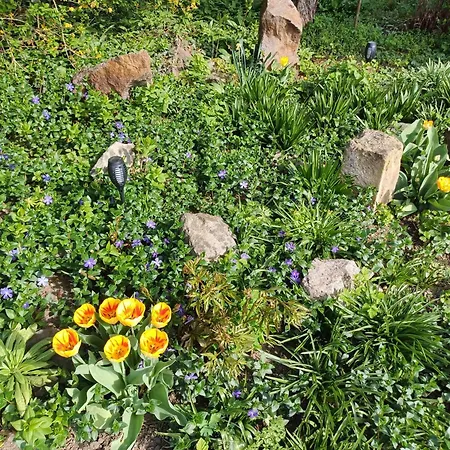 Plantagengut Hosterwitz Gæstehus Dresden